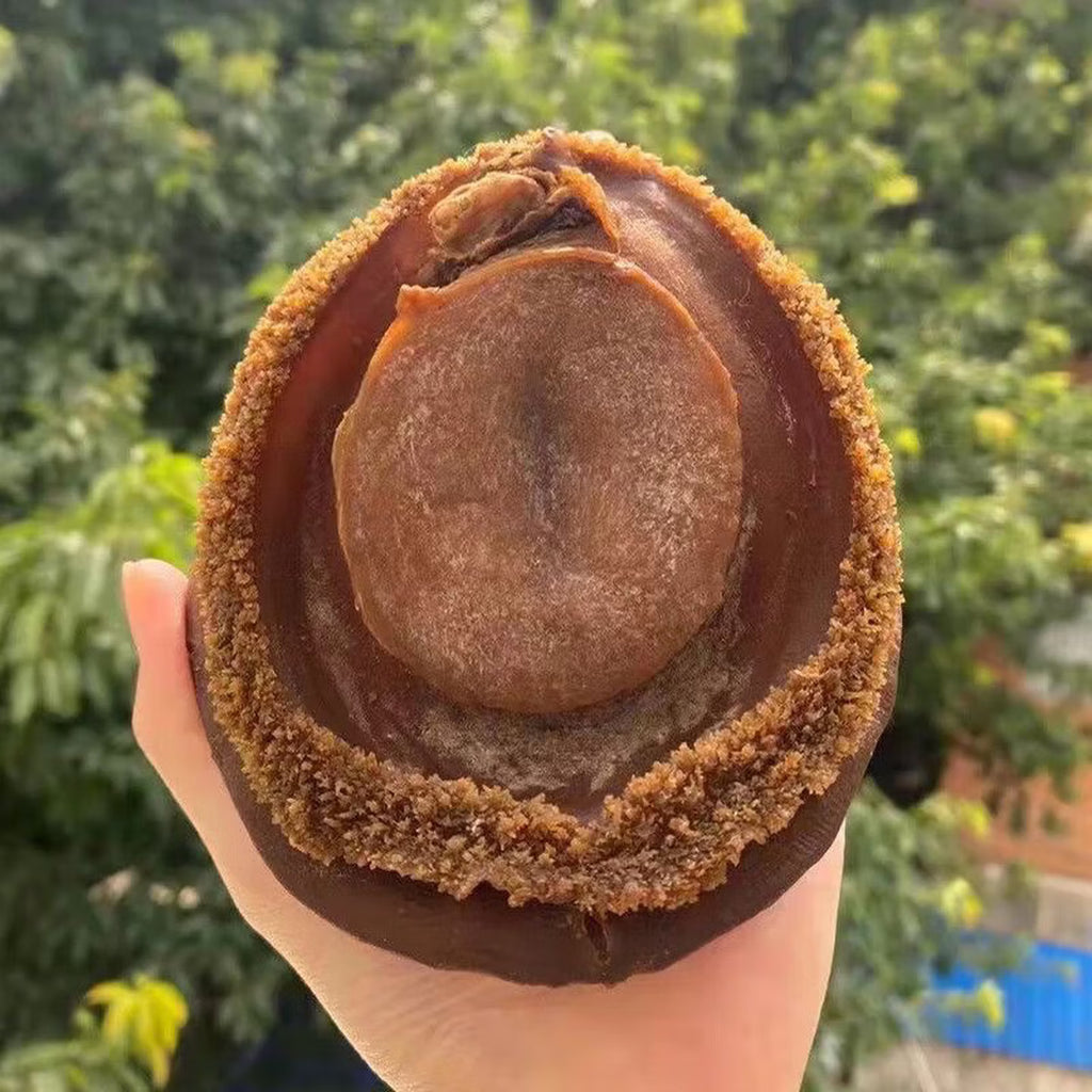 Premium Large Whole Abalone | Extra Thick & Meaty | Rich Ocean Flavor | Perfect for Steaming, Braising, Soups & Hot Pot