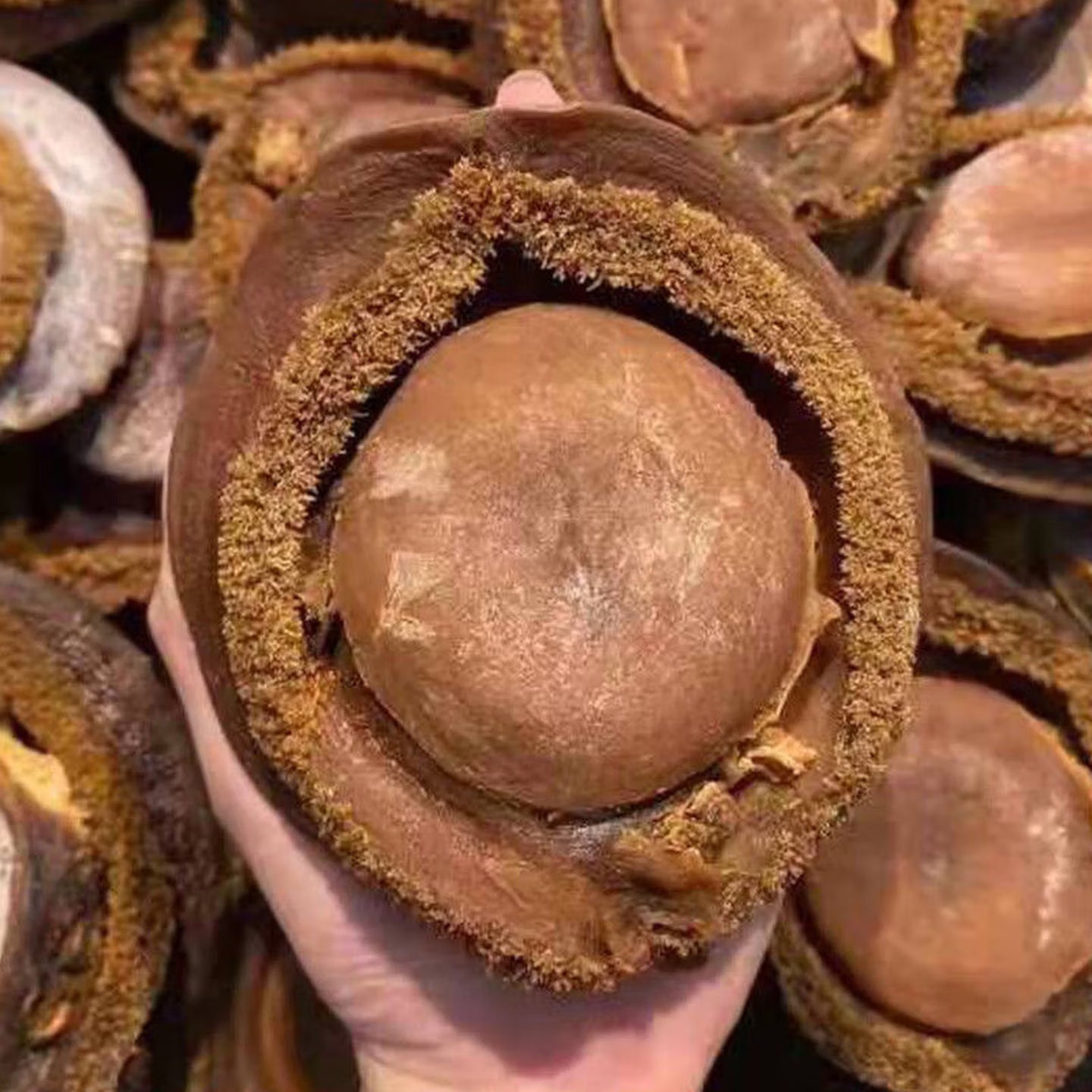 Premium Large Whole Abalone | Extra Thick & Meaty | Rich Ocean Flavor | Perfect for Steaming, Braising, Soups & Hot Pot