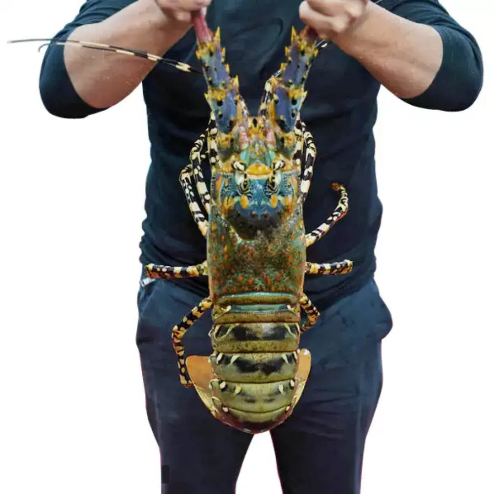 Extra Large Whole Wild-Caught Lobster — Approx. 1.5–2.5 lbs Each, 16–20 in Length, Meaty & Sweet, Perfect for Steaming, Boiling, Grilling & Gourmet Meals