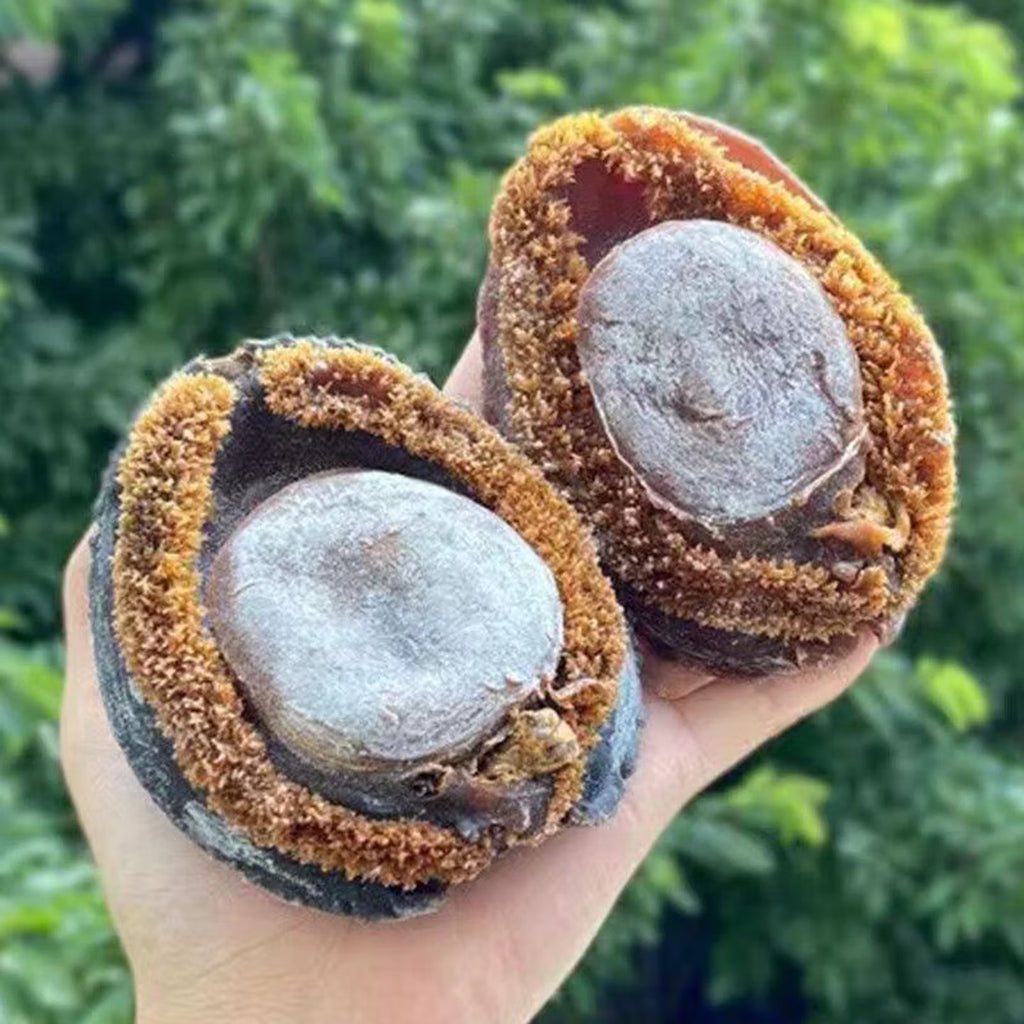 Premium Large Whole Abalone | Extra Thick & Meaty | Rich Ocean Flavor | Perfect for Steaming, Braising, Soups & Hot Pot