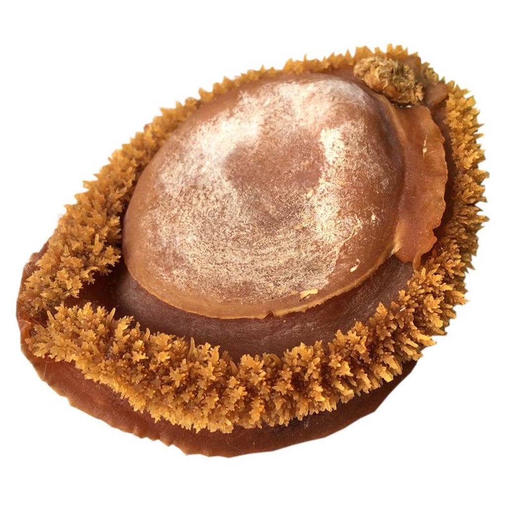 Premium Large Whole Abalone | Extra Thick & Meaty | Rich Ocean Flavor | Perfect for Steaming, Braising, Soups & Hot Pot