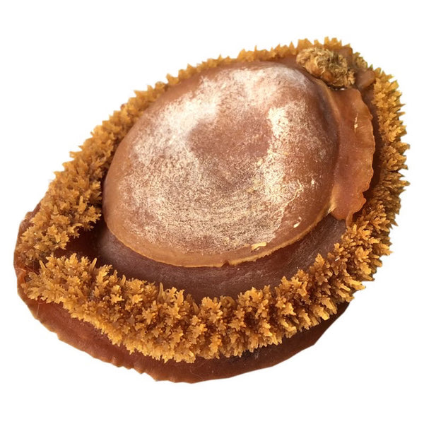 Premium Large Whole Abalone | Extra Thick & Meaty | Rich Ocean Flavor | Perfect for Steaming, Braising, Soups & Hot Pot