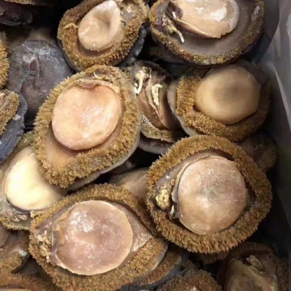 Premium Large Whole Abalone | Extra Thick & Meaty | Rich Ocean Flavor | Perfect for Steaming, Braising, Soups & Hot Pot